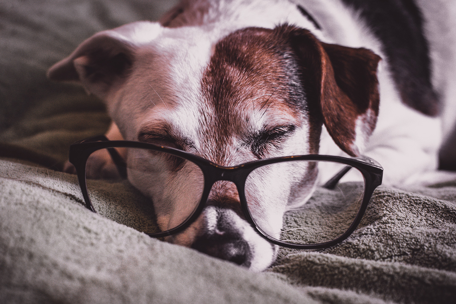 reading_dog